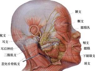 口腔医学353,章节练习,基础复习,口腔颌面外科学