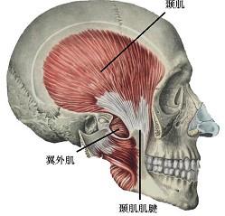 口腔医学353,章节练习,基础复习,口腔颌面外科学