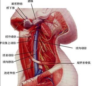 口腔医学353,章节练习,基础复习,口腔颌面外科学