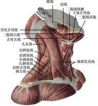 口腔医学353,章节练习,基础复习,口腔颌面外科学