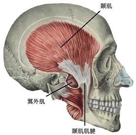 口腔医学353,章节练习,基础复习,口腔颌面外科学