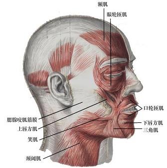 口腔医学353,章节练习,基础复习,口腔颌面外科学