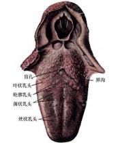口腔医学353,章节练习,基础复习,口腔颌面外科学