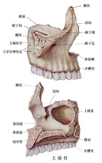 口腔医学353,章节练习,基础复习,口腔颌面外科学