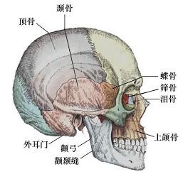 口腔医学353,章节练习,基础复习,口腔颌面外科学