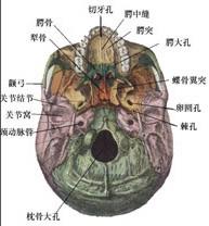 口腔医学353,章节练习,基础复习,口腔颌面外科学
