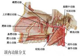 口腔医学353,章节练习,基础复习,口腔颌面外科学