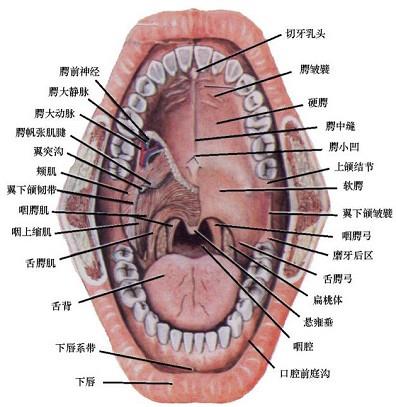 口腔医学353,章节练习,基础复习,口腔颌面外科学