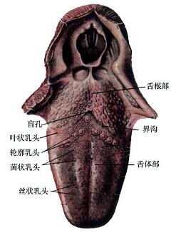 口腔医学353,章节练习,基础复习,口腔颌面外科学