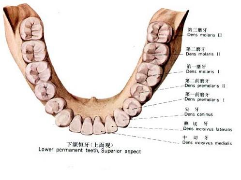 口腔医学353,章节练习,基础复习,口腔颌面外科学