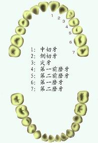 口腔医学353,章节练习,基础复习,口腔颌面外科学