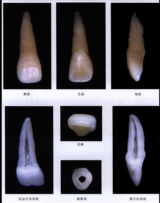 口腔医学353,章节练习,基础复习,口腔颌面外科学