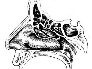 卫生招聘（耳鼻喉科汇总）,章节练习,基础复习,鼻科学
