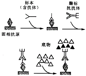 军队文职医学检验,专项训练,专项训练1,临床免疫学和免疫检验部分 军队文职医学检验,专项训练,专项训练1,临床免疫学和免疫检验部分