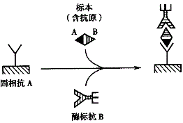 军队文职医学检验,专项训练,专项训练2,临床免疫和免疫学检验