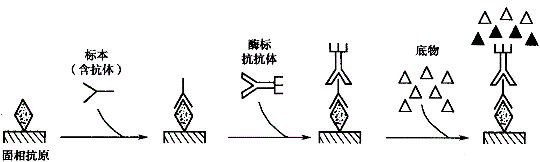 军队文职医学检验,专项训练,专项训练2,临床免疫和免疫学检验